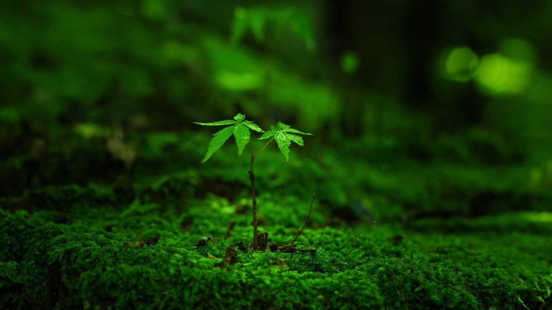 SME Climate Resilience Facility
