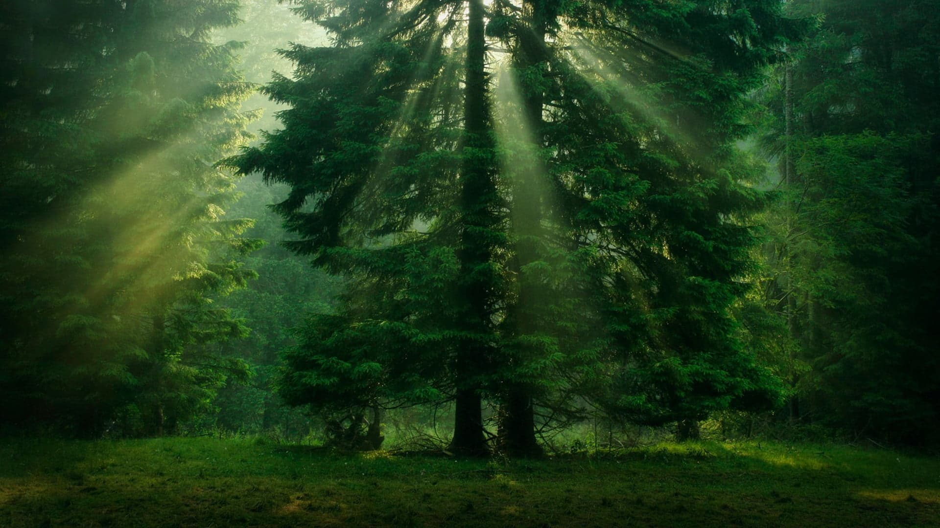 Green Finance Hub Fellowship